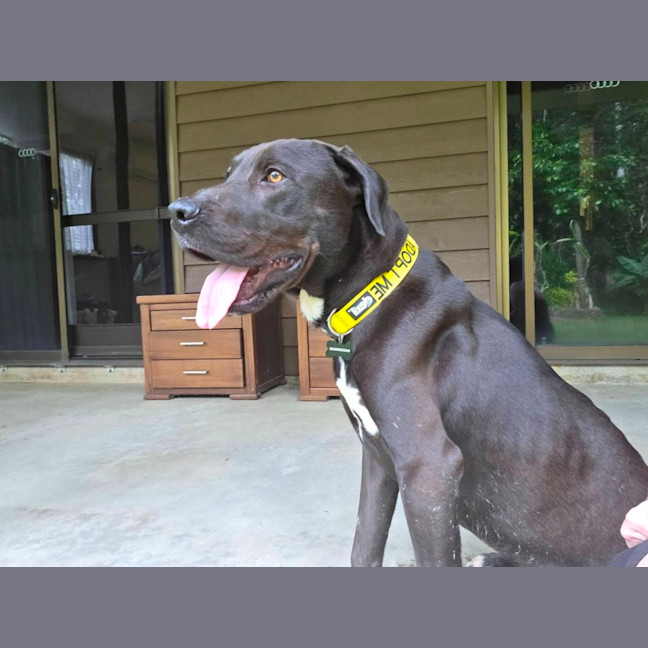 Photo of Bruiser