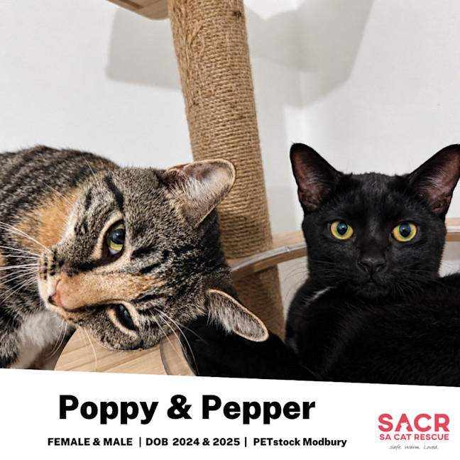 Photo of Poppy & Pepper