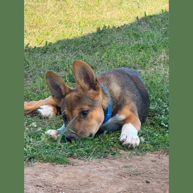 Photo of Rex 