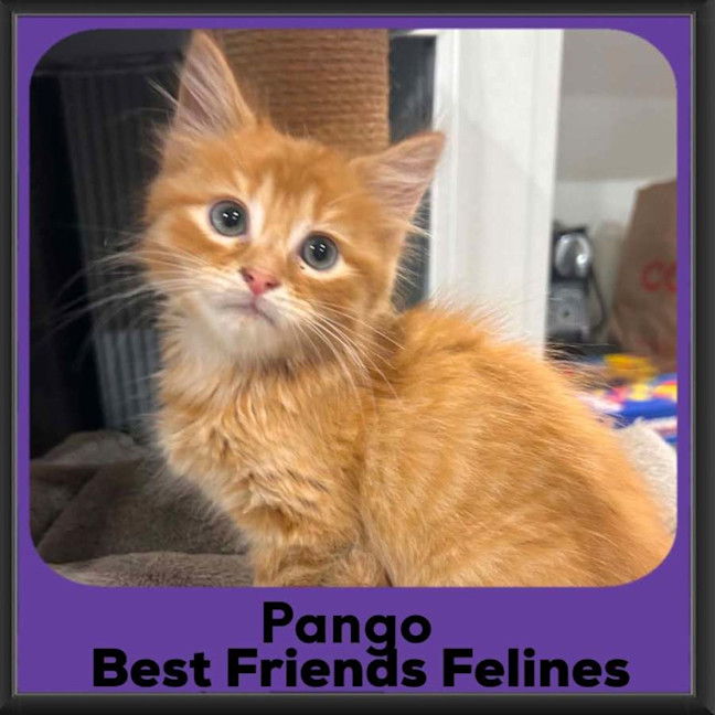 Photo of Pango 