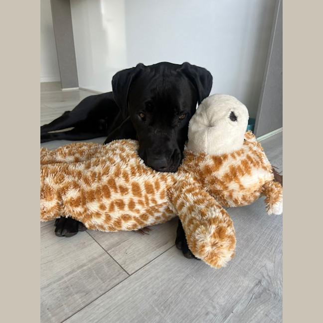 Photo of Tiny   1 Year Old Great Dane X Labrador (Trial)