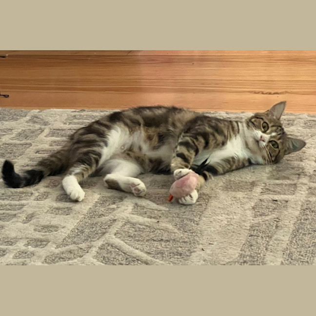 Photo of Mochi