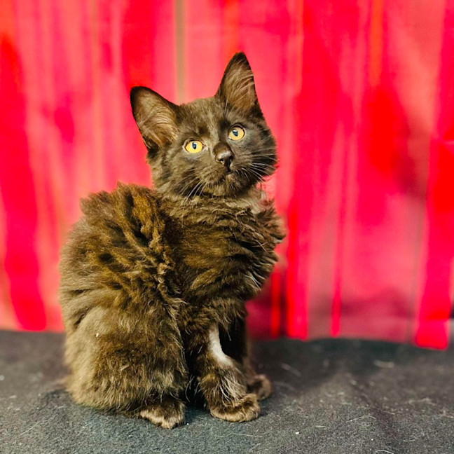 Photo of Merlin (Located In Preston) 