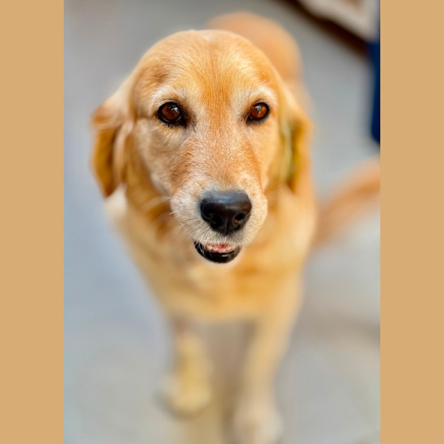 Photo of Lona