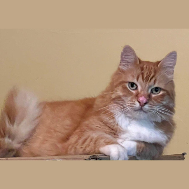 Photo of Griffin Nightingale