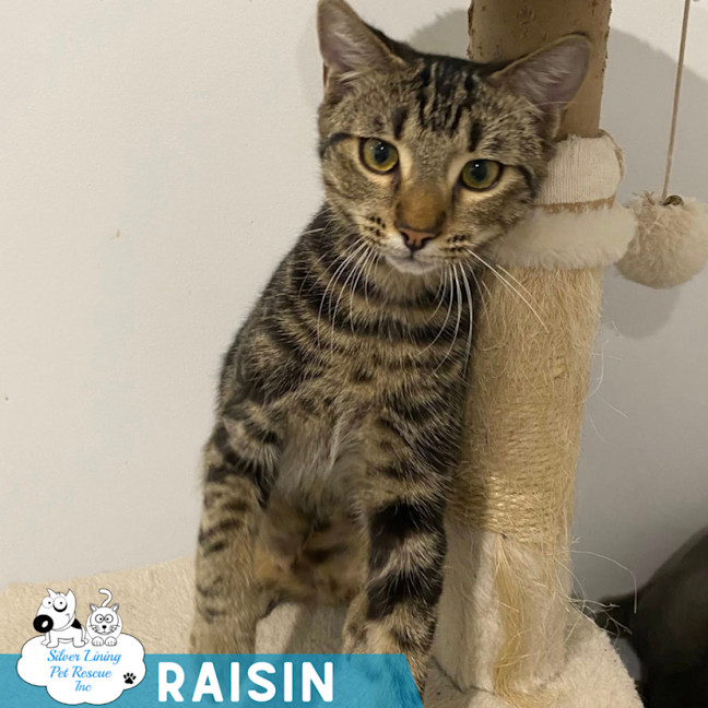 Photo of Raisin