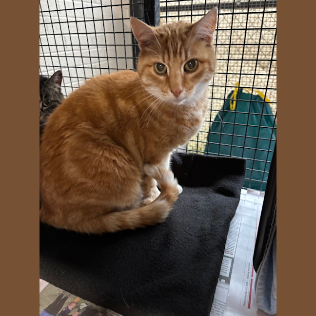 Photo of Custard