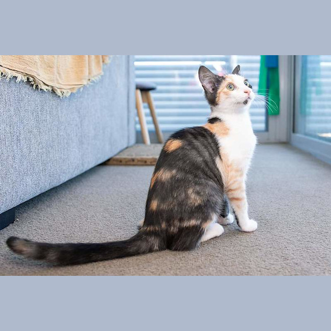 Photo of Tilly