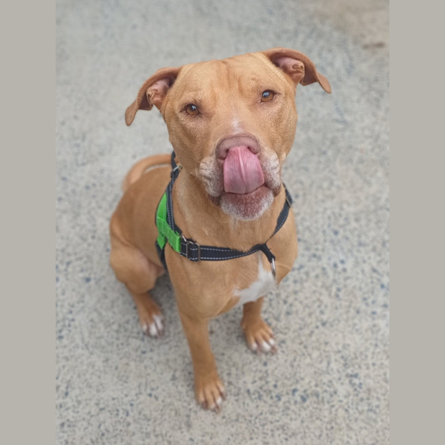 Photo of Romeo
