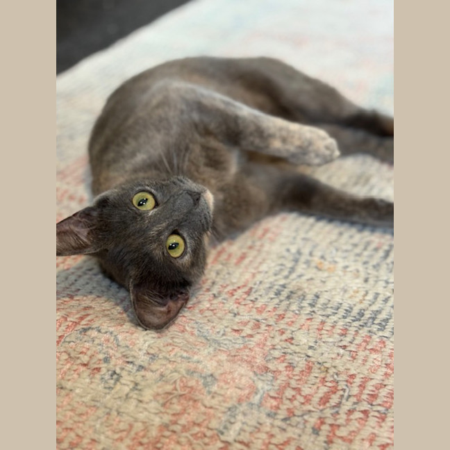 Photo of Luna (Was Marshmallow)