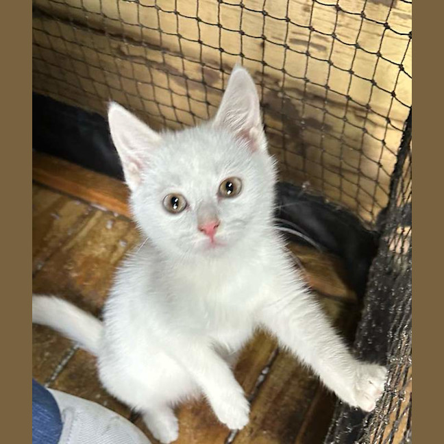 Photo of Ghost