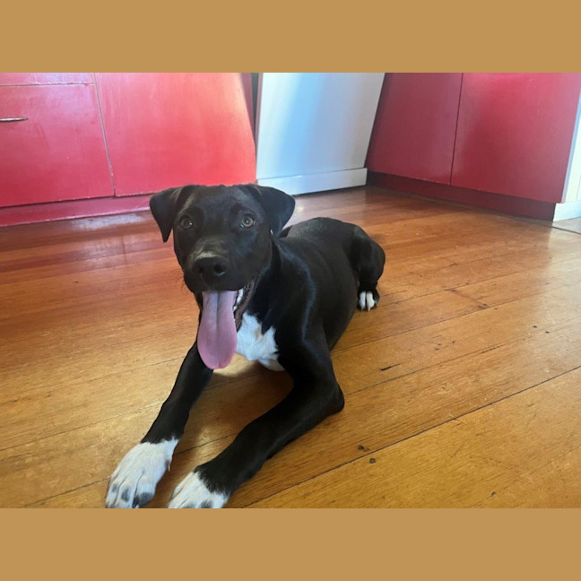 Photo of Toby Kumara