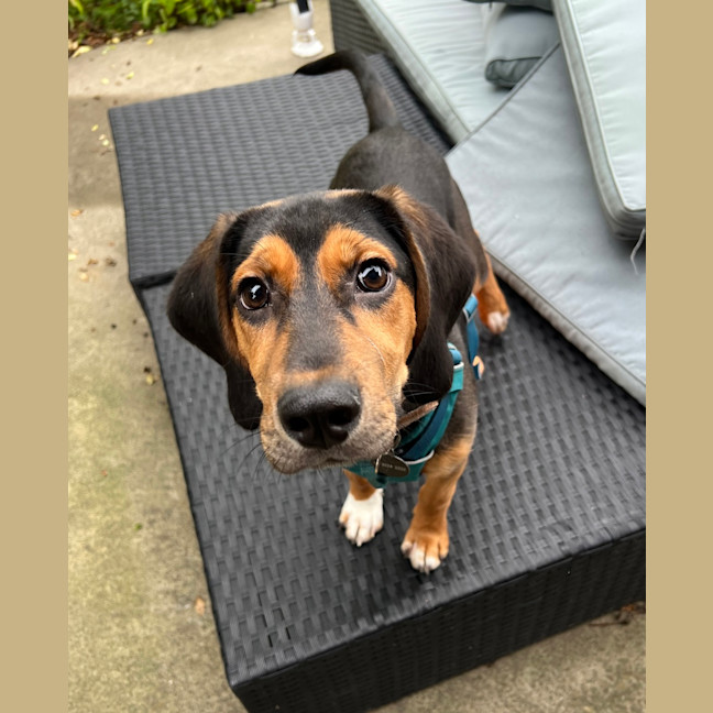 Photo of Ollie
