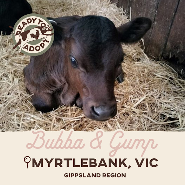 Photo of Bubba & Gump