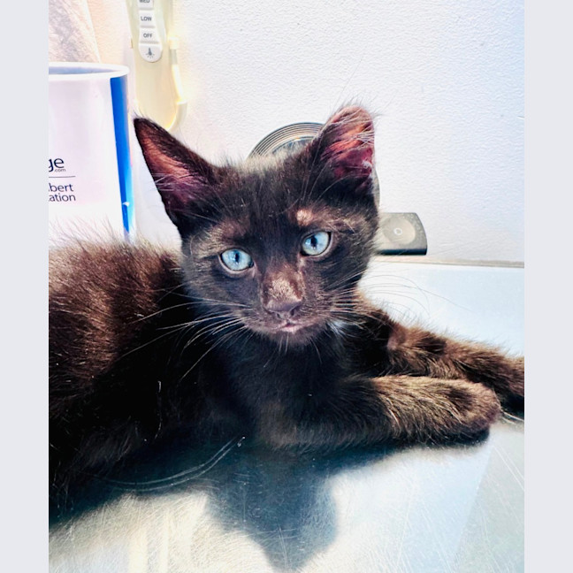 Photo of Pumpernickle