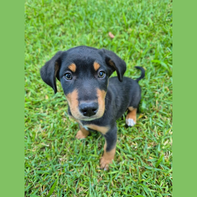 Photo of Trixie