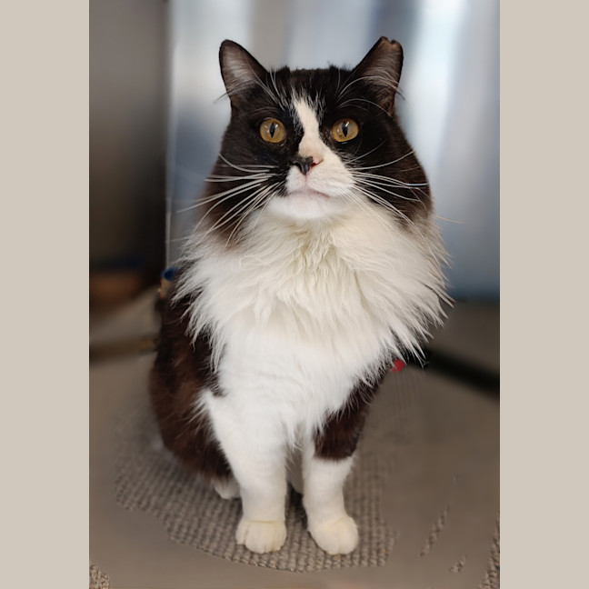 Photo of Minty