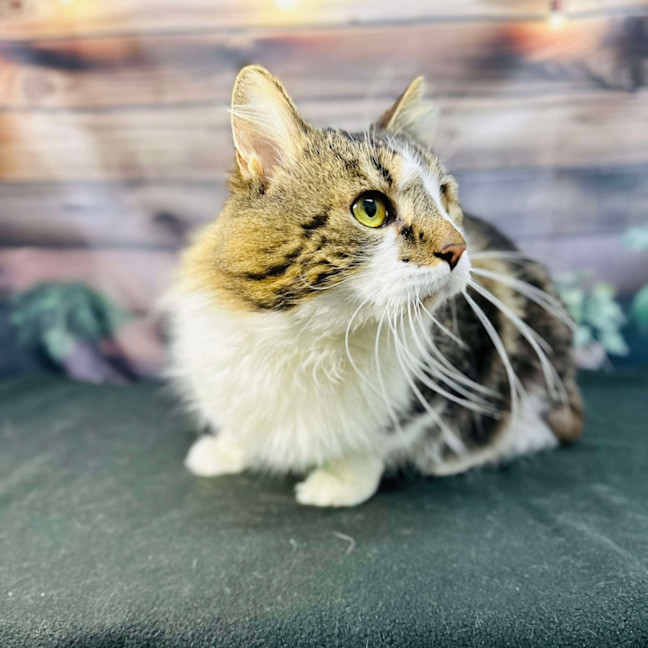 Photo of Coolio   Located In Preston
