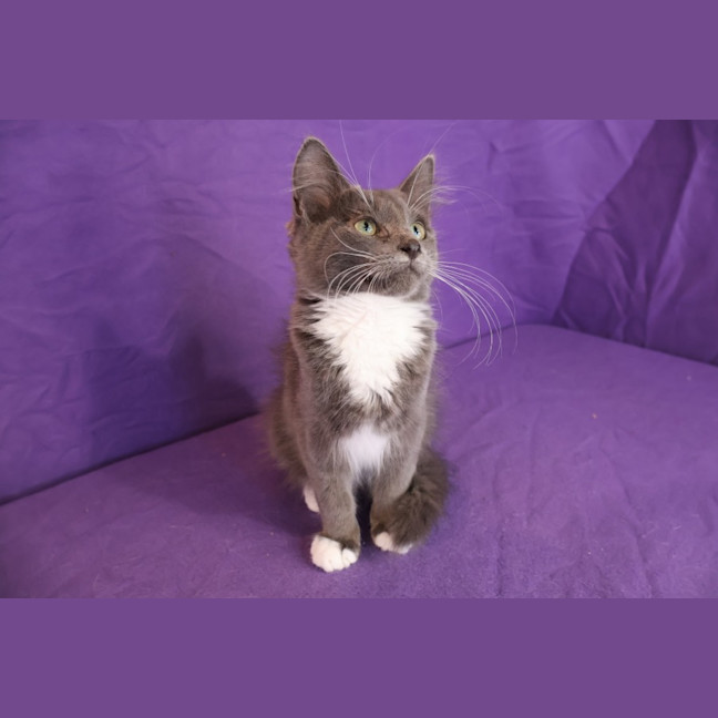 Photo of Javert