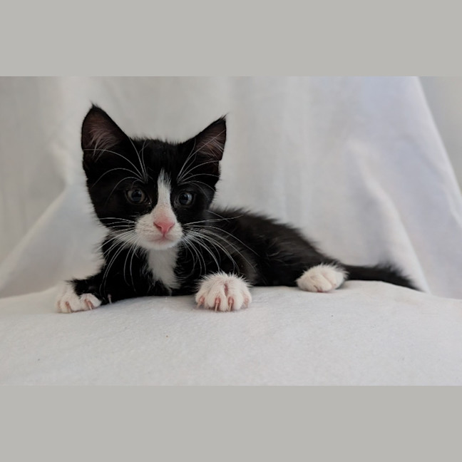 Photo of Pumpkin Pie
