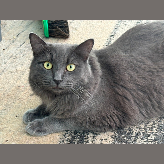 Photo of Mr Mittens