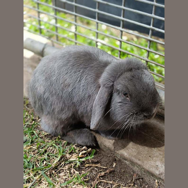 Photo of Merlin