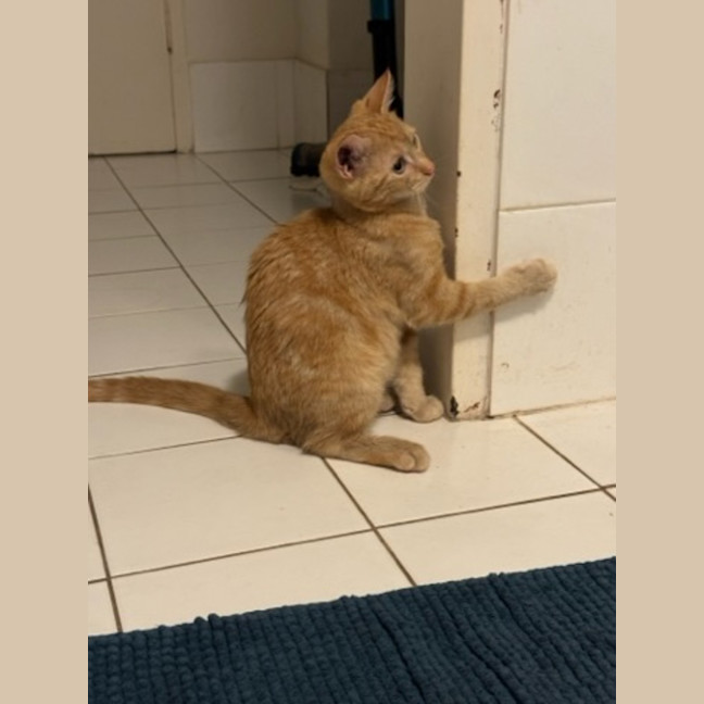 Photo of Zeus   Ringworm Special $49