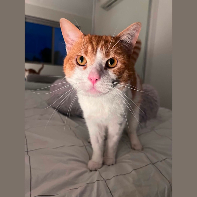 Photo of Ronald Weasley