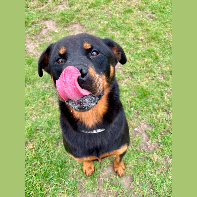 Photo of Zara Imp 222