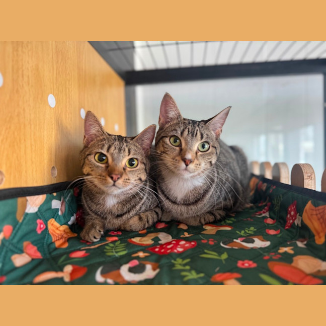 Photo of Poppy & Pepper