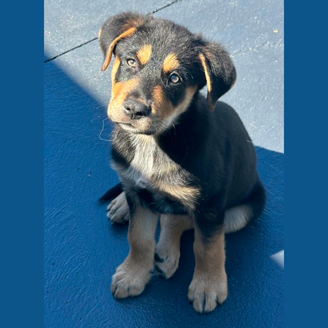 Photo of Maverick 🧢🐶🕶️
