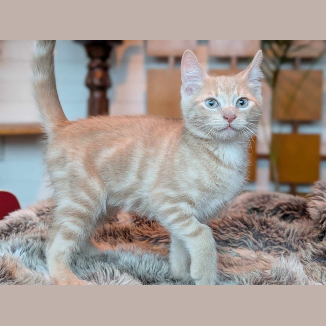 Photo of Uncle Junior   Located In Pascoe Vale South 