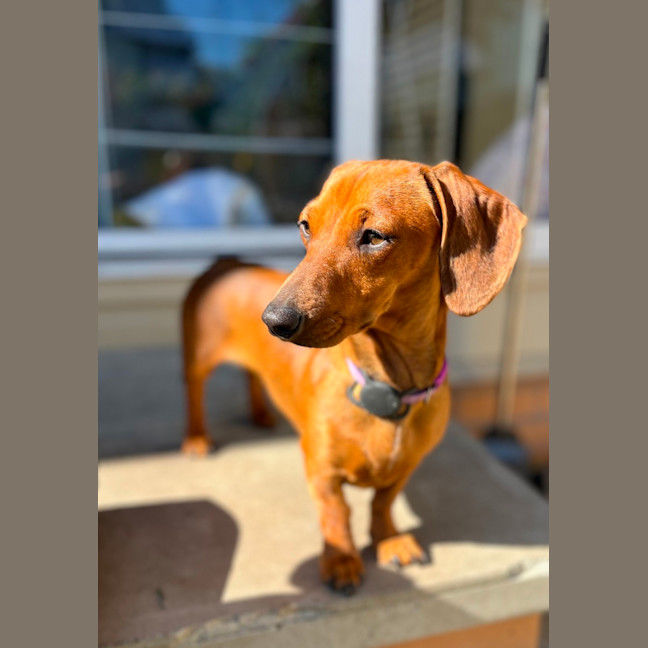 Photo of Frankie & Wolf   1 & 2 Year Old Dachshund (Trial)