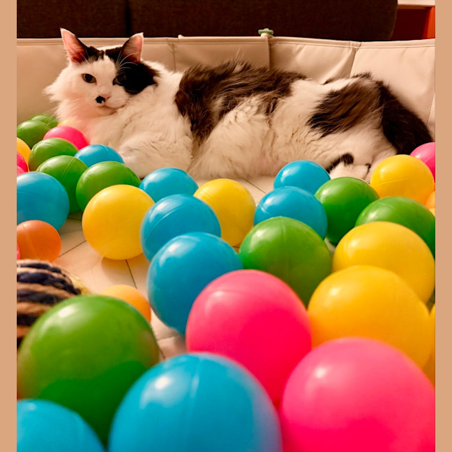Photo of Beerus   In Foster Care In Northcote