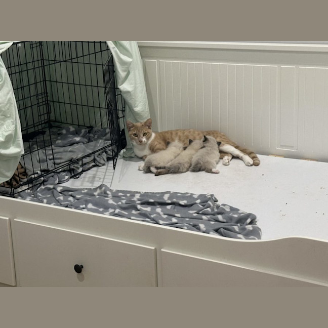 Photo of Daphne   Now At Pet Quarters Glendale