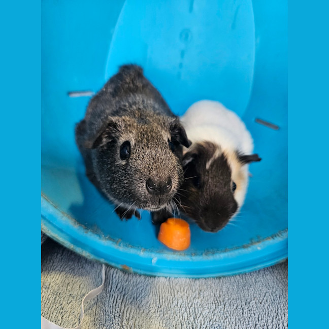 Photo of Penny