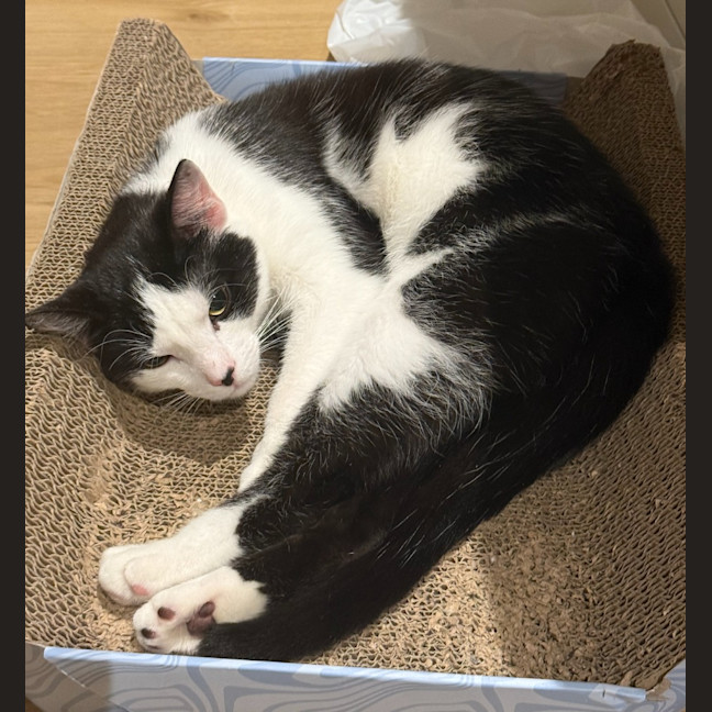 Photo of Panda Scott