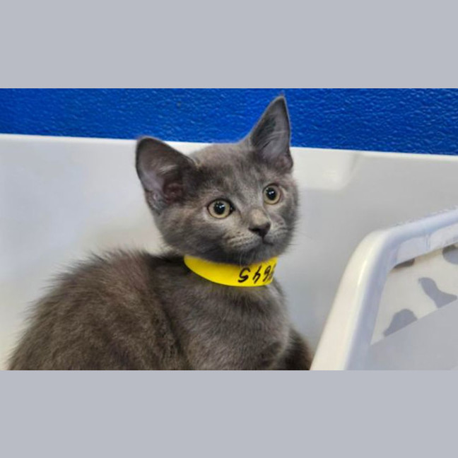 Photo of Smoky