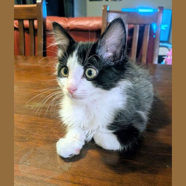 Photo of Bandit