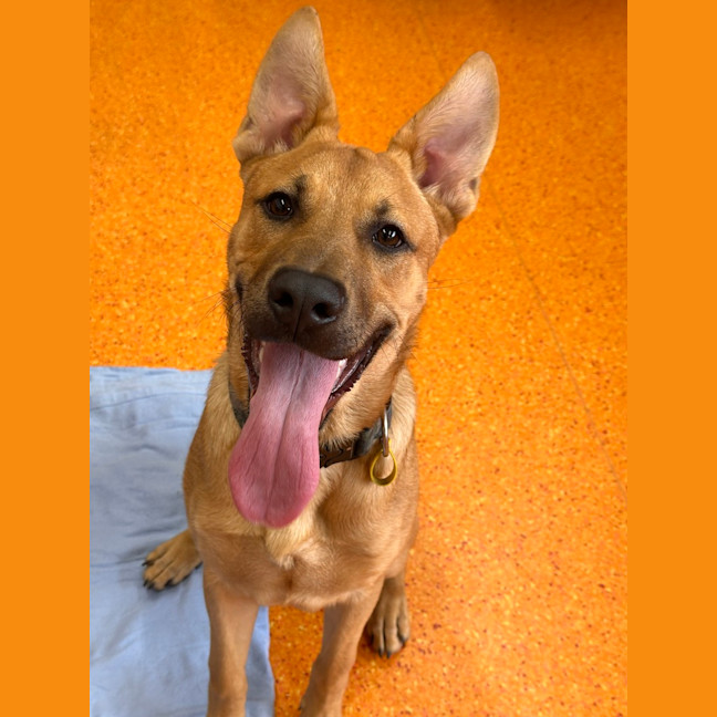 Photo of Simba