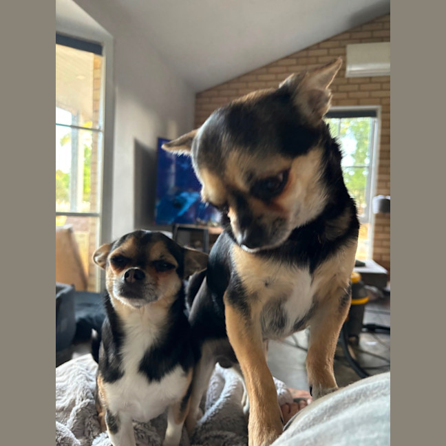 Photo of Apple & Orange