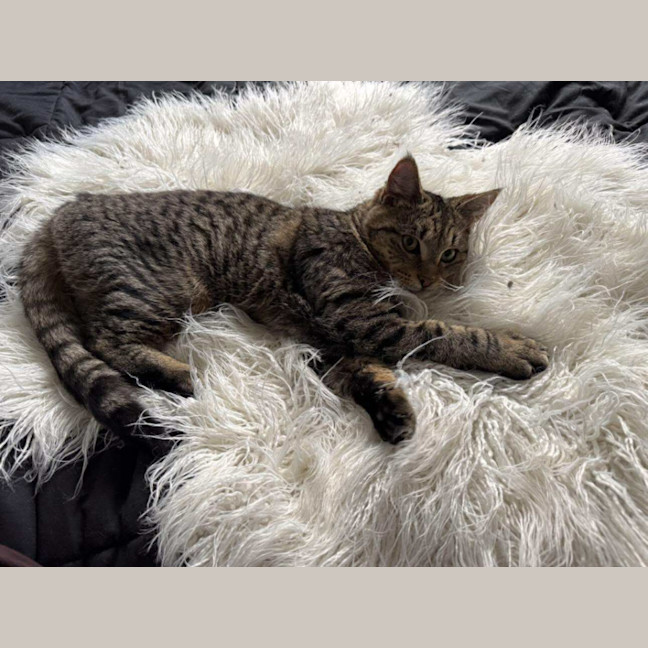 Photo of Bandit Meet Me At Petstock Keysborough Store