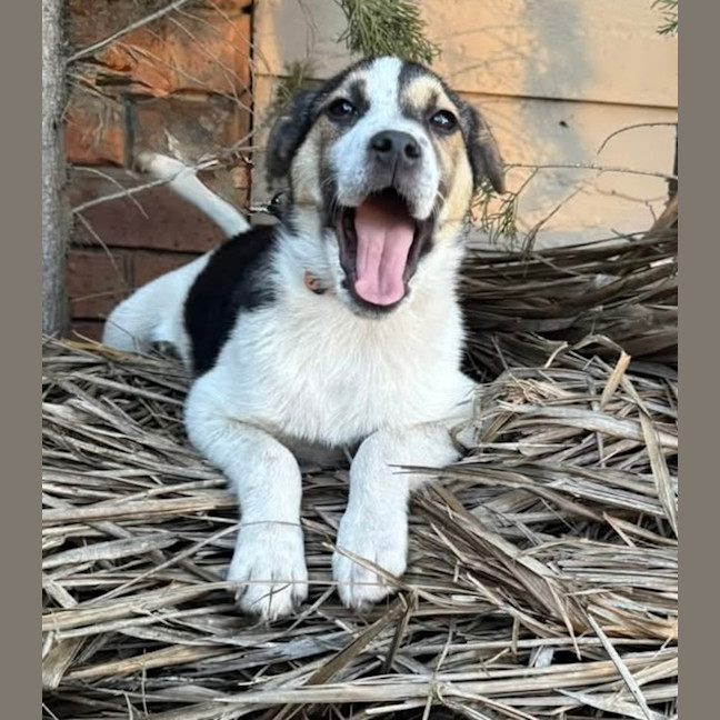 Photo of Flint