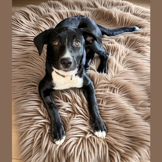 Photo of Maize