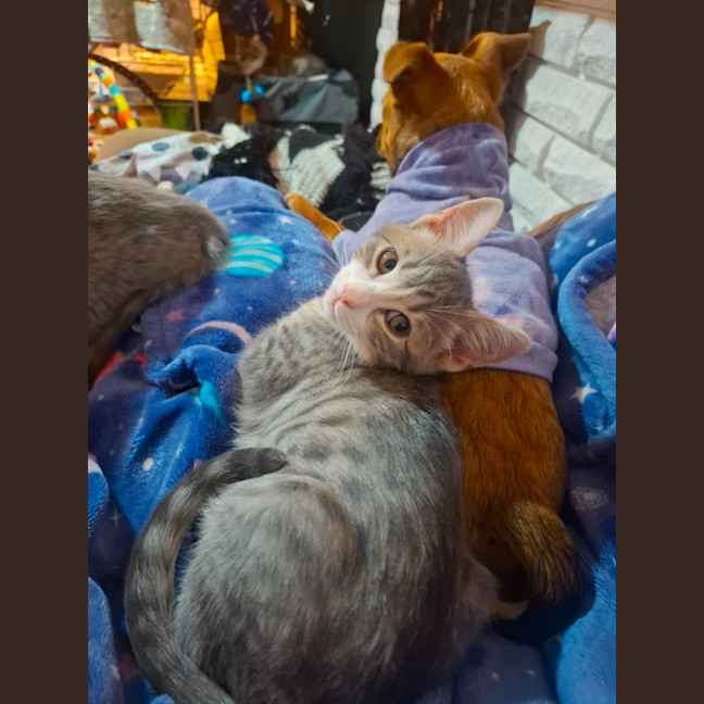 Photo of Fur