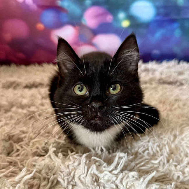 Photo of Violet   Located In East Brunswick 