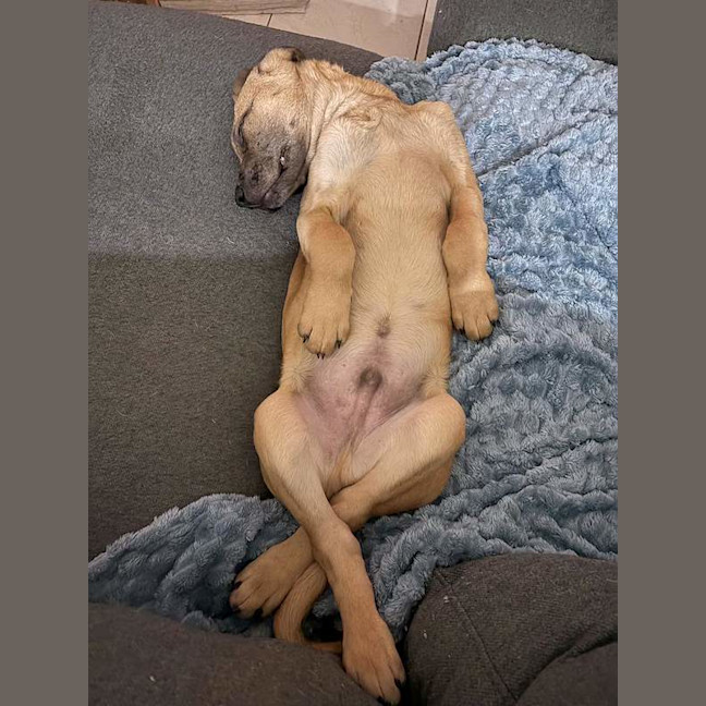 Photo of Tango