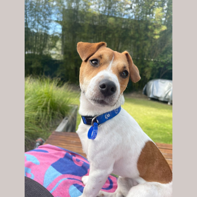 Photo of Dale   18 Month Old Jack Russell 