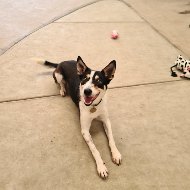 Photo of Roo