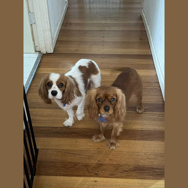 Photo of Lizzie And Velvet